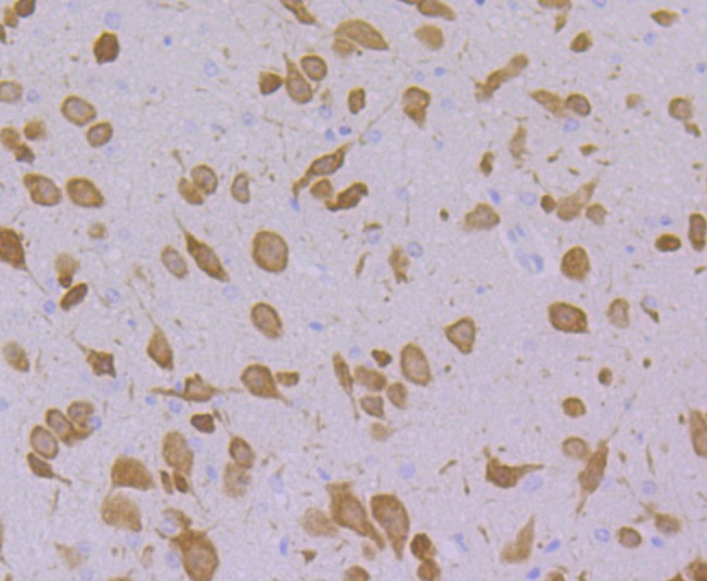 Anti-Emi1 Antibody (9H429)