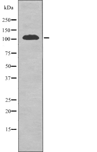 Anti-Phospho-EphA1 (Tyr605) Polyclonal Antibody