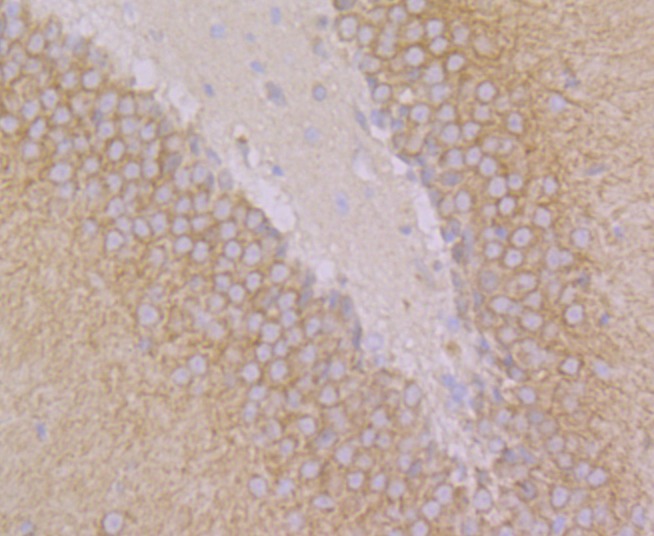 Anti-GEF H1 Antibody (3H958)