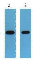 Anti-GFP-Tag Polyclonal Antibody