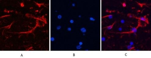 Anti-GFAP Antibody (6C642)