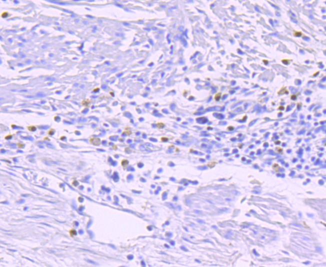 Anti-GATA1 Antibody (4D22)