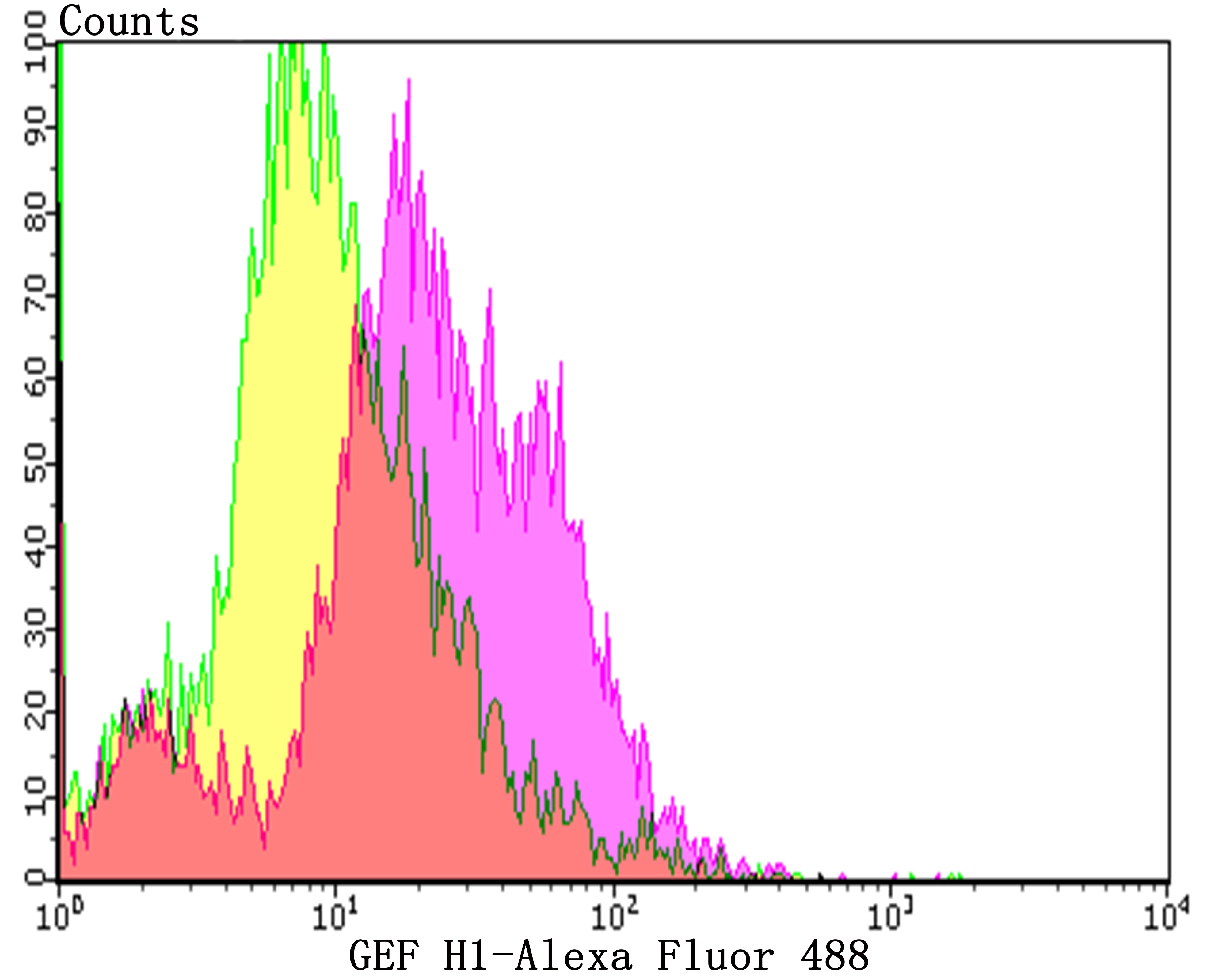 Anti-GEF H1 Antibody (3H958)