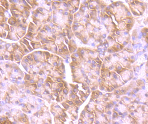 Anti-GIT1 Antibody (6A39)