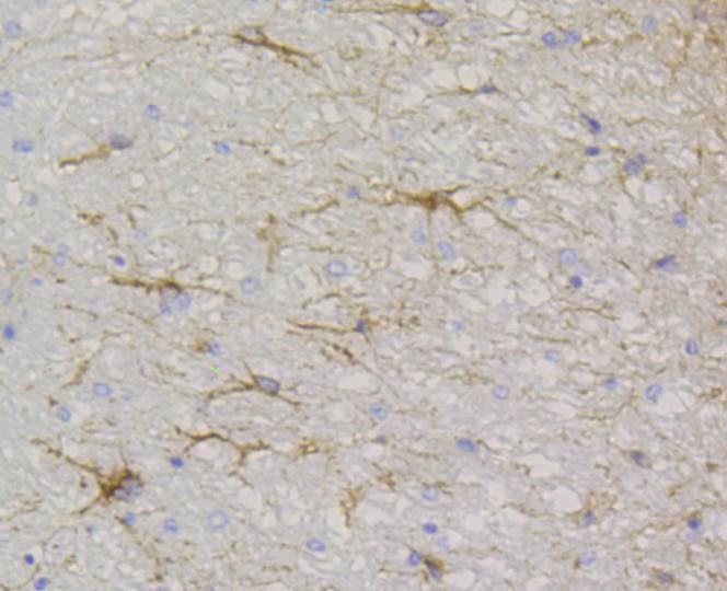 Anti-GFAP Antibody (7W409)