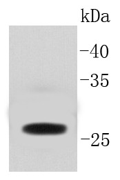 Anti-GFP Antibody (2T892)