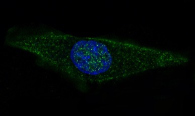 Anti-GFAP Antibody (7W409)