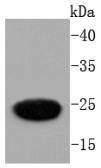 Anti-GFP Antibody (6Y723)