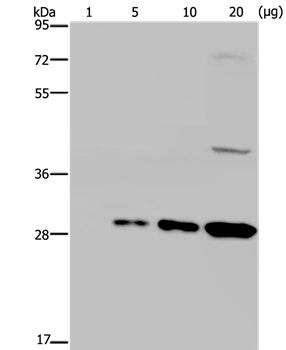Anti-GFP Polyclonal Antibody 2