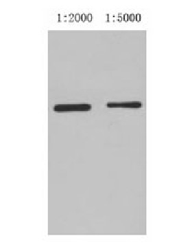 Anti-GST Tag Antibody (7C710)