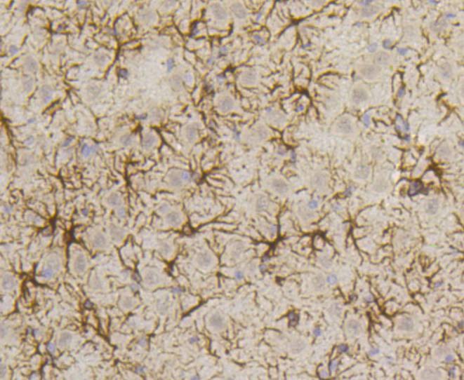 Anti-GFAP Antibody (7W409)