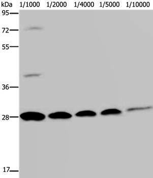 Anti-GFP Polyclonal Antibody 2