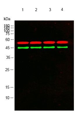 Anti-GFAP Antibody (6C642)