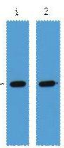 Anti-GST Tag Antibody (9N215)