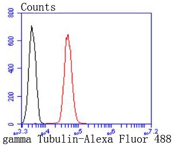 Anti-Gamma Tubulin Antibody (3T847)