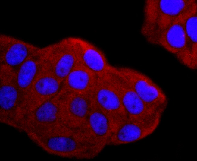 Anti-Gamma Tubulin Antibody (3T847)