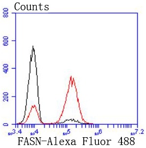 Anti-FASN Antibody (5Z147)