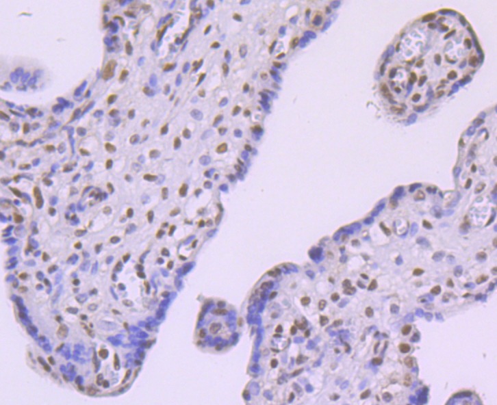 Anti-FTO Antibody (6A98)