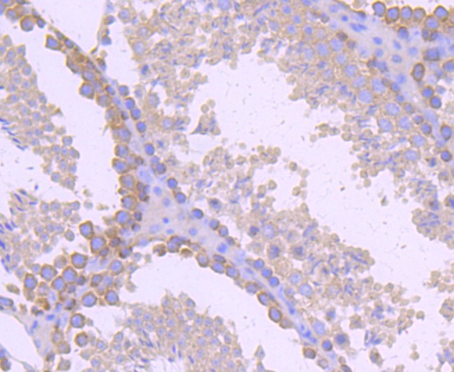 Anti-Gamma Tubulin Antibody (3T847)