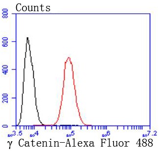 Anti-gamma Catenin Antibody (1O589)
