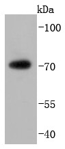 Anti-FUS Antibody (3F162)