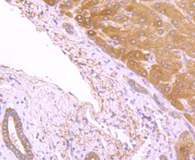 Anti-FASN Antibody (5Z147)