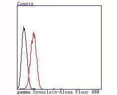 Anti-SNCG Antibody (8D869)