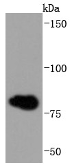 Anti-gamma Catenin Antibody (1O589)