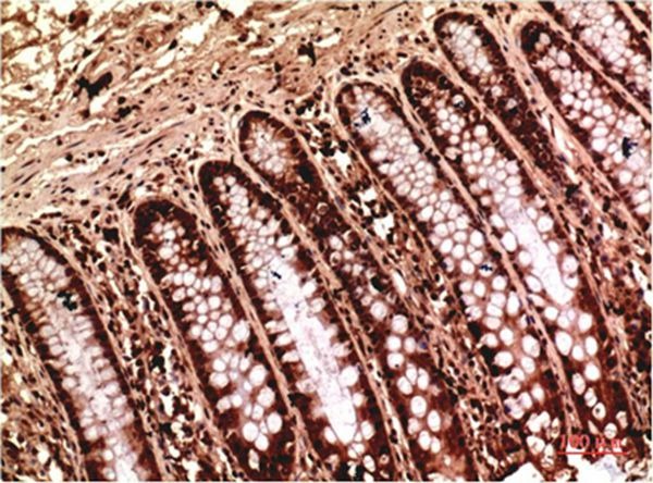 Anti-Gamma Tubulin Antibody (6T43)