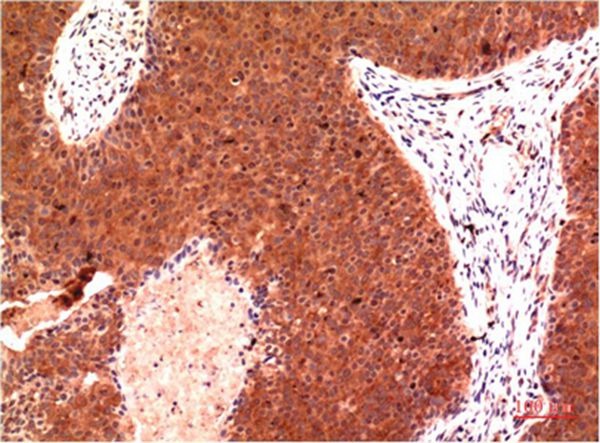 Anti-Gamma Tubulin Antibody (6T43)