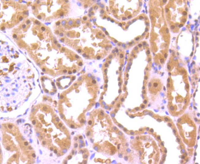 Anti-FUS Antibody (3F162)