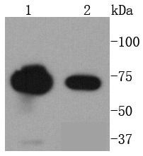Anti-FUBP1 Antibody (1H129)