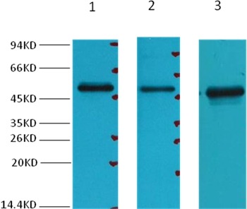 Anti-Fumarase Antibody (9X263)