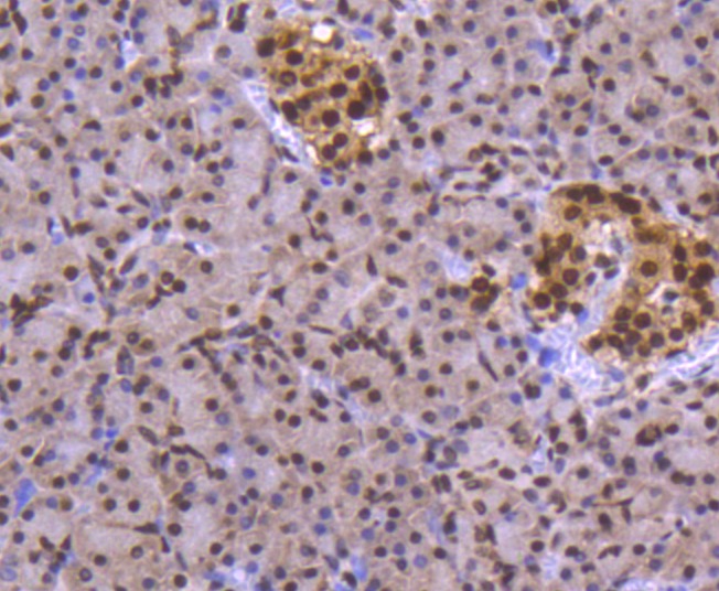 Anti-FUBP1 Antibody (1H129)