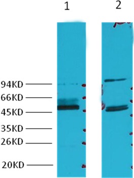 Anti-Fumarase Antibody (9X263)