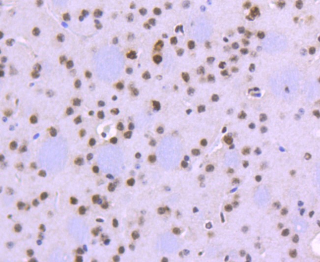 Anti-FUBP1 Antibody (1H129)