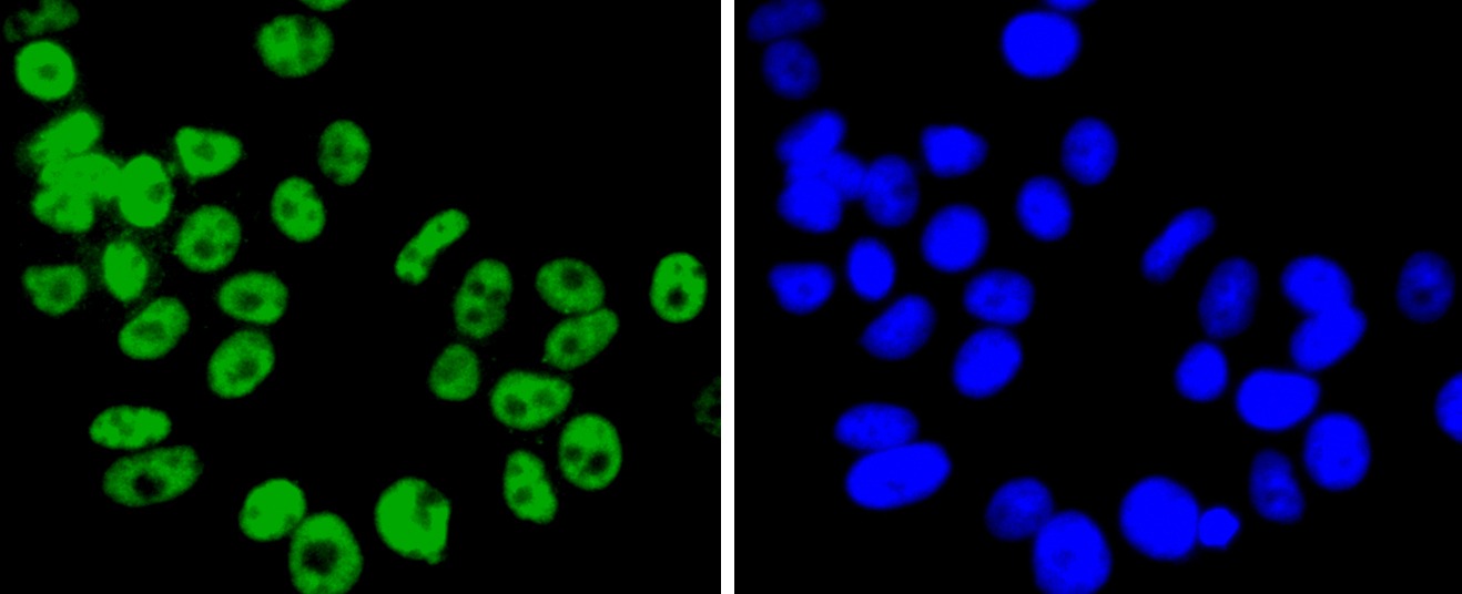 Anti-FUBP1 Antibody (1H129)