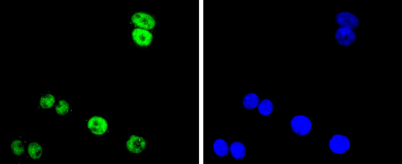 Anti-FUS Antibody (3F162)