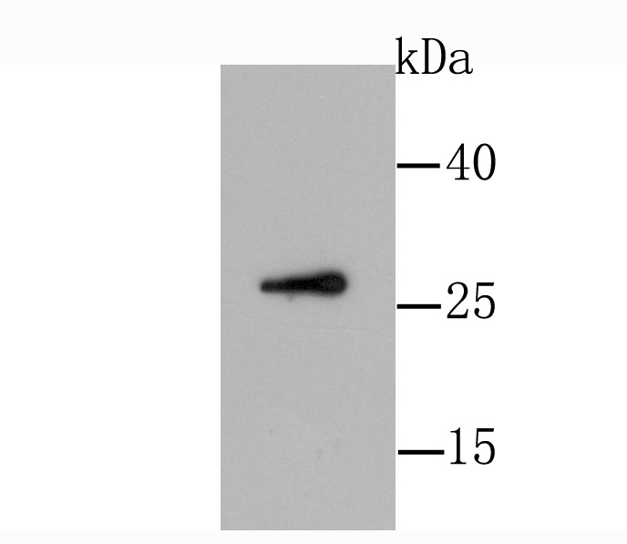 Anti-GDNF Antibody (7K481)