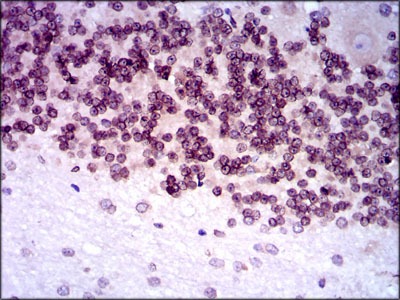 Anti-GCNF Antibody (6U757)