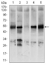 Anti-GCNF Antibody (6U757)