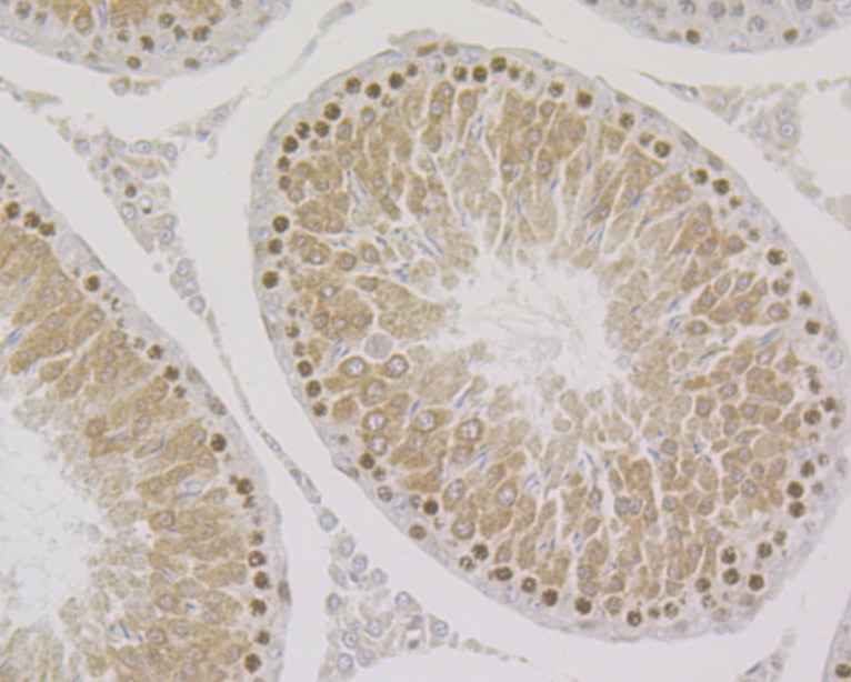 Anti-SMN1 Antibody (9G111)