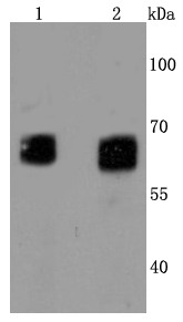 Anti-GBA Antibody (1F893)