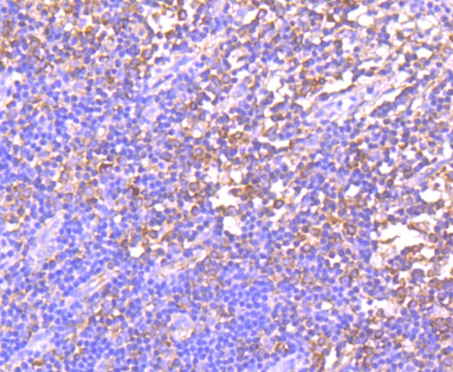 Anti-GCN2 Antibody (7U574)