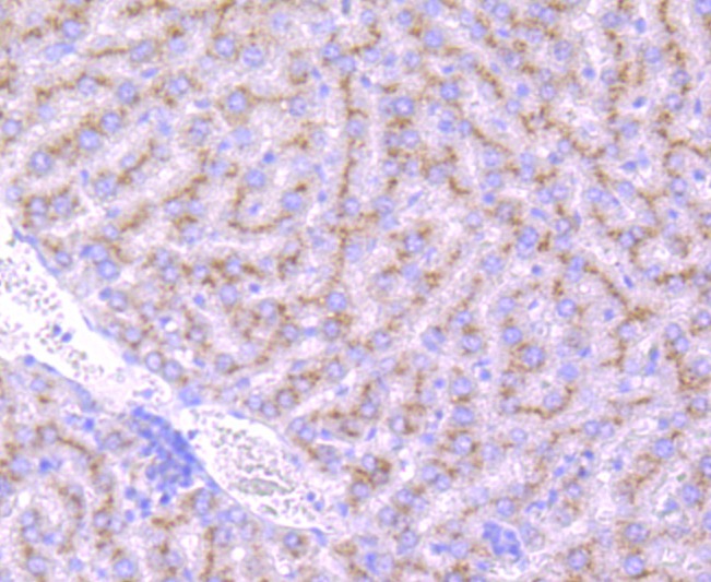 Anti-GBA Antibody (1F893)
