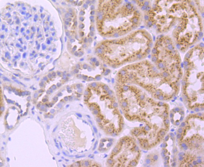 Anti-GBA Antibody (1F893)