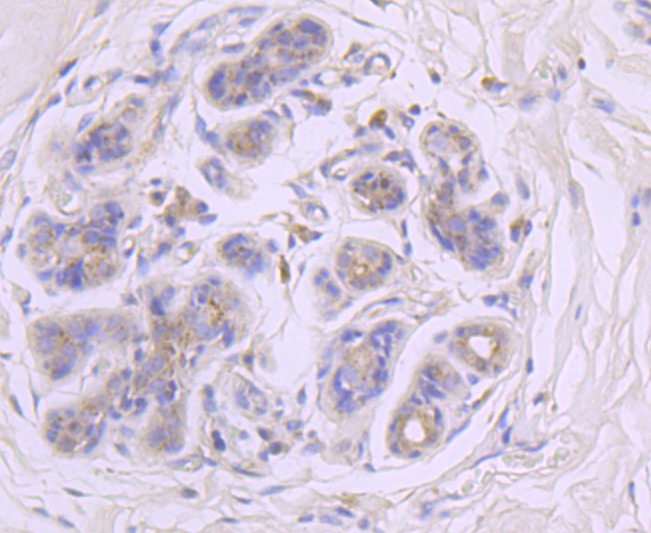 Anti-GBA Antibody (1F893)
