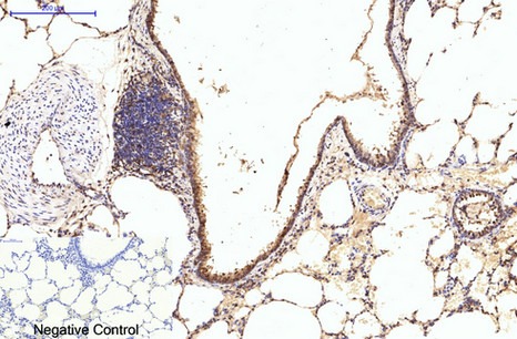 Anti-EIF4A1 Antibody (4N444)