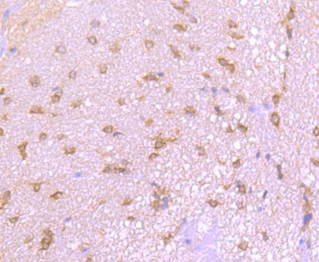 Anti-AGO3 Antibody (6K228)