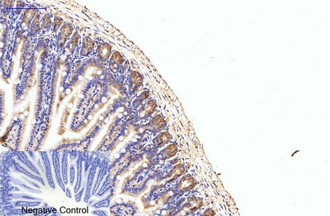 Anti-EIF4A1 Antibody (4N444)